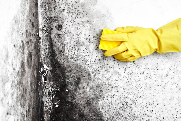 Best Professional Mold Removal  in Newport, DE