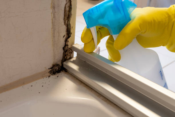 Mold Testing and Removal in Newport, DE