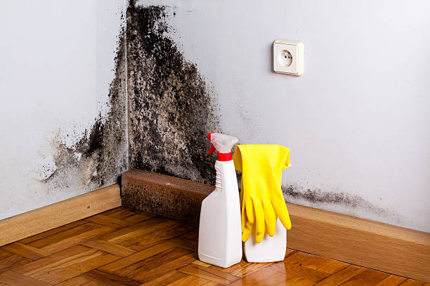Crawl Space Mold Removal in Newport, DE